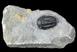 Detailed Gerastos Trilobite Fossil - Morocco #107291-2